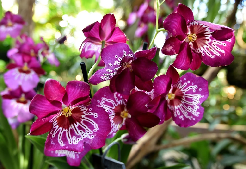 Miltonia-Orchideen blühen in der Biosphäre.