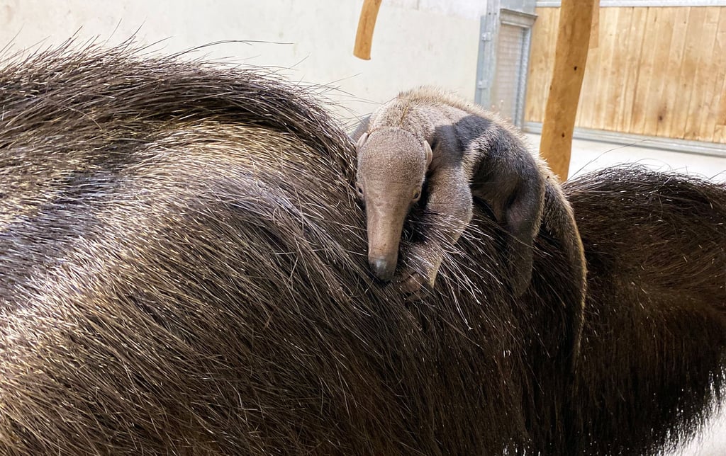 Im Zoo Leipzig ist vor einer Woche ein kleiner Großer ameisenbär zur Welt gekommen.