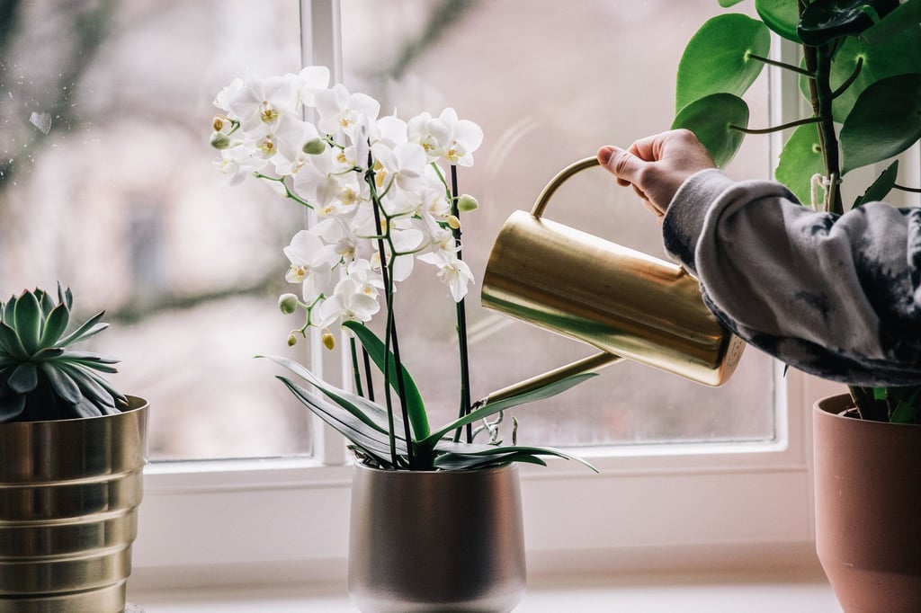 Die Phalaenopsis-Orchidee gehört zu jenen Pflanzen, die auch mal eine kurze Gießpause aushalten.