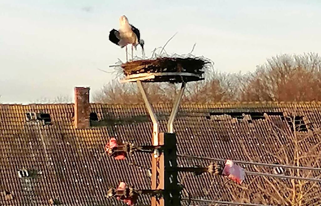 Wulferstedts Storch Günther ist am neuen Horst eingetroffen.