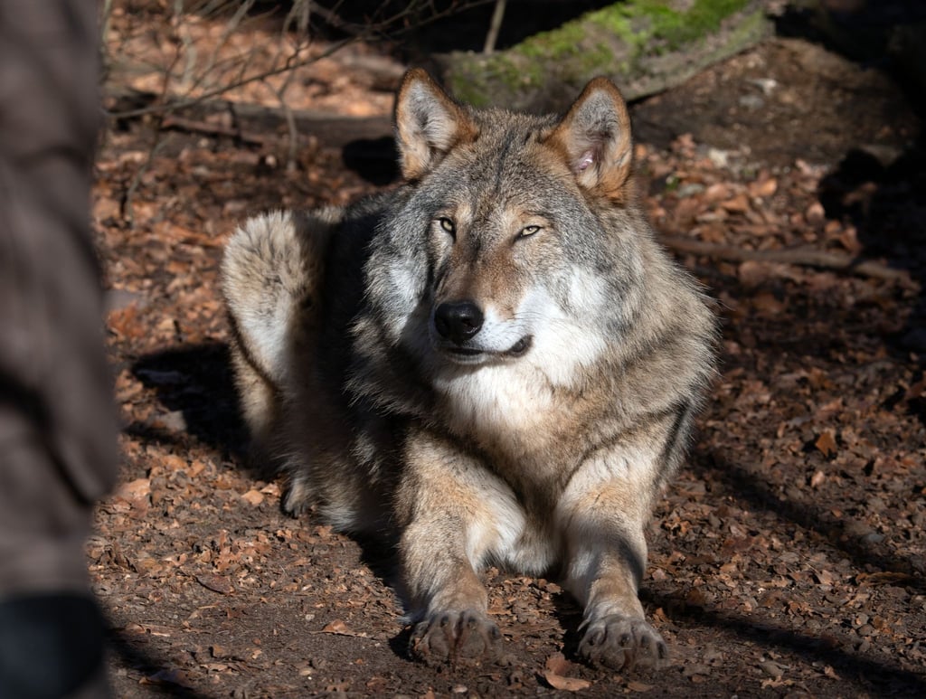 Ein Wolf liegt im Tierpark Kunsterspring auf dem Waldboden.