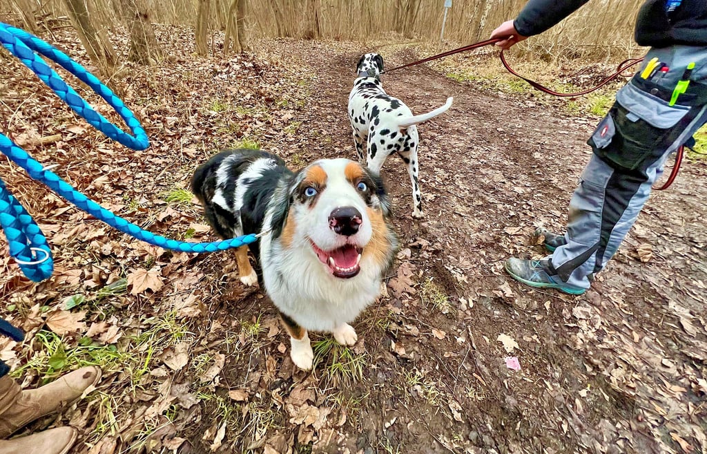 Hunde sollten während der sogenannten Brut- und Setzzeit zwischen März und Juli angeleint werden, um Wildtiere zu schützen.
