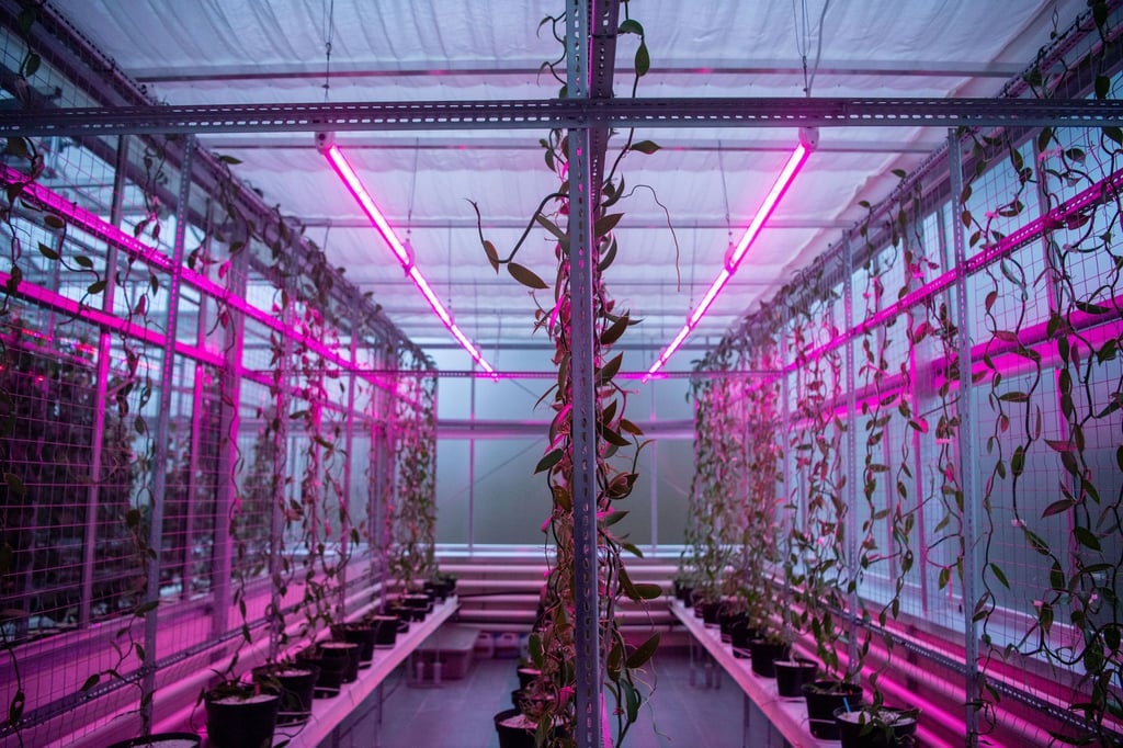 Vanilleschoten werden in einer Versuchskammer herangezogen. Mit der Indoorfarm sollen unter anderem vor dem Hintergrund des Klimawandels Ernährungsfragen der Zukunft erforscht werden.