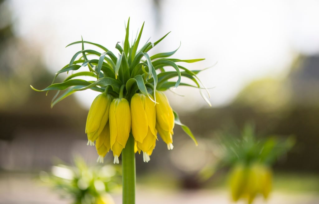 Ihr besonderer Blattschopf gibt der Zwiebelblume ihren Namen: Die Kaiserkrone wirkt wie damit gekrönt.