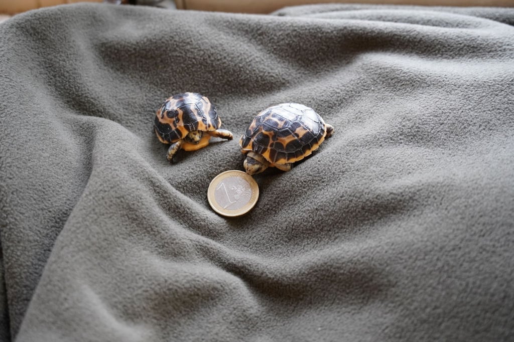 Zwei Madagassische Spinnenschildkröten, die am 14. Februar im Zoo Hannover geboren wurden.