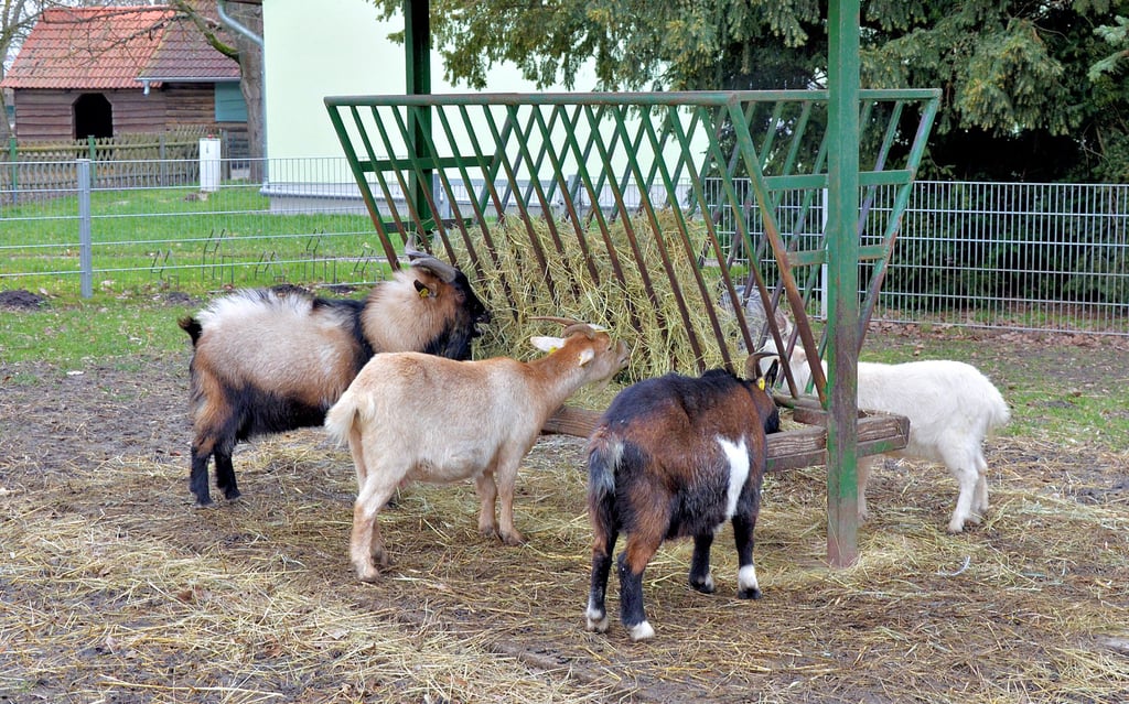 Eine Winterruhe scheint es im Wiesenpark Oschersleben nicht zu geben. So sind beispielsweise die Ziegen eifrig mit futtern beschäftigt. Schon bald werden sie Neuzugänge in ihrem Gehege begrüßen können.