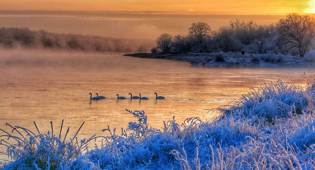 Ohne die sechs Schwäne wäre es ein schönes, aber kein herausragendes Foto. Andreas Kobel stand früh auf, um die Saalemündung bei Frost und Reif zu fotografieren.