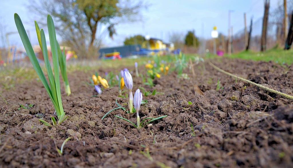 Kleine Blumen sind oft schon der ganze Stolz von Kleingärtnern. Nun hat die Gemeinde den Zwischenpachtvertrag mit dem Regionalverband der Kleingärtner gekündigt. Das führt zu einer großen Verunsicherung in den Kleingartenvereinen.