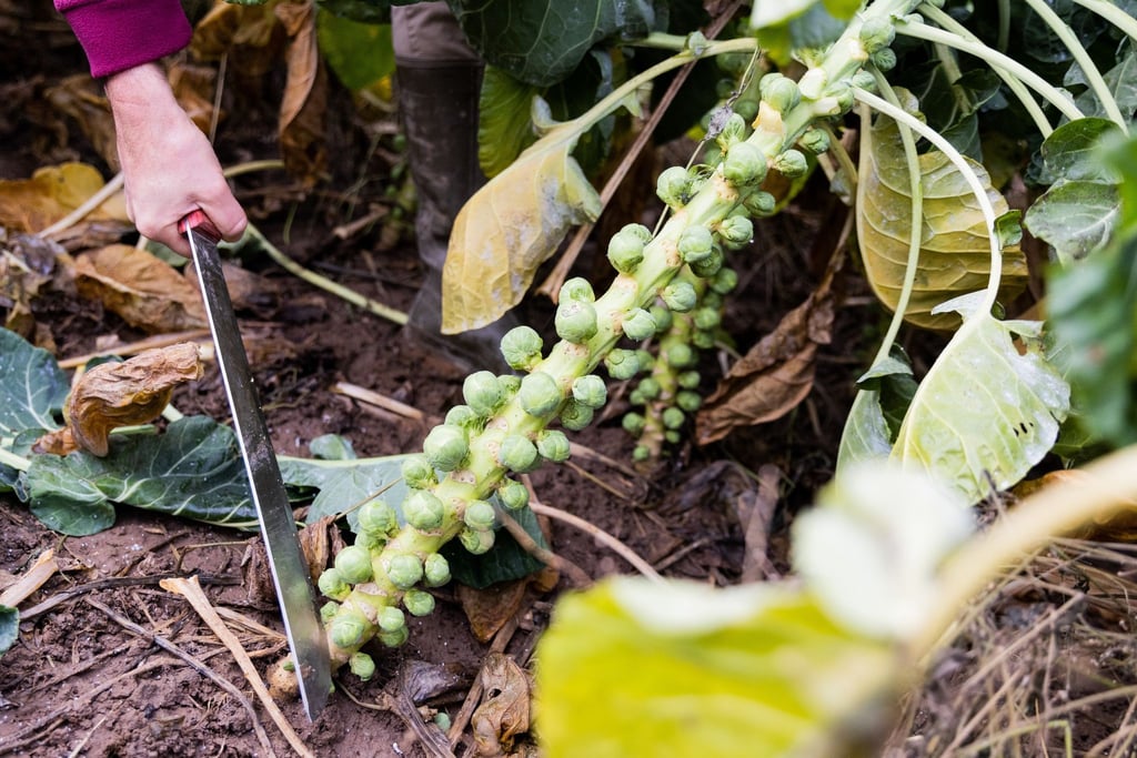 Rosenkohl kann sehr lange im Gemüsebeet bleiben - sogar bis ins Frühjahr hinein.