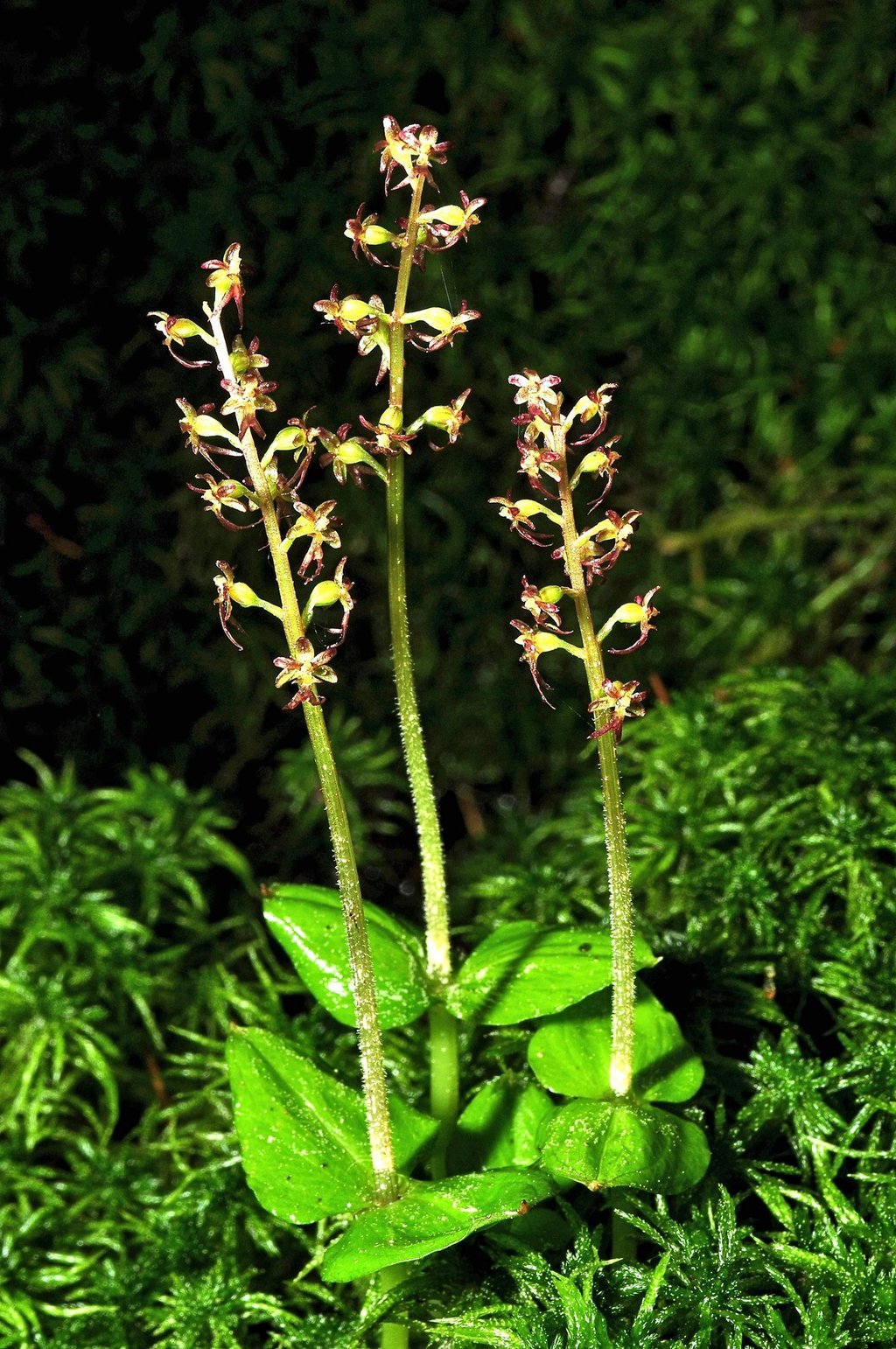 Das „Herzblättrige Zweiblatt“ ist zur Orchidee des Jahres 2023 gewählt worden.