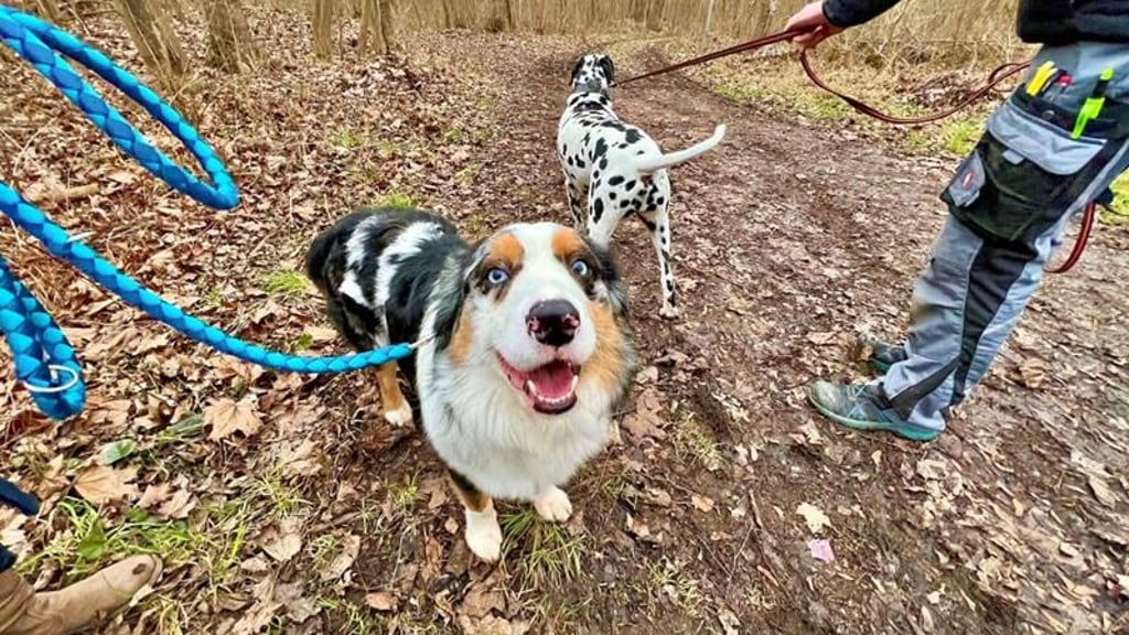 Hunde müssen während der sogenannten Brut- und Setzzeit zwischen März und Juli angeleint werden, um Wildtiere zu schützen.
