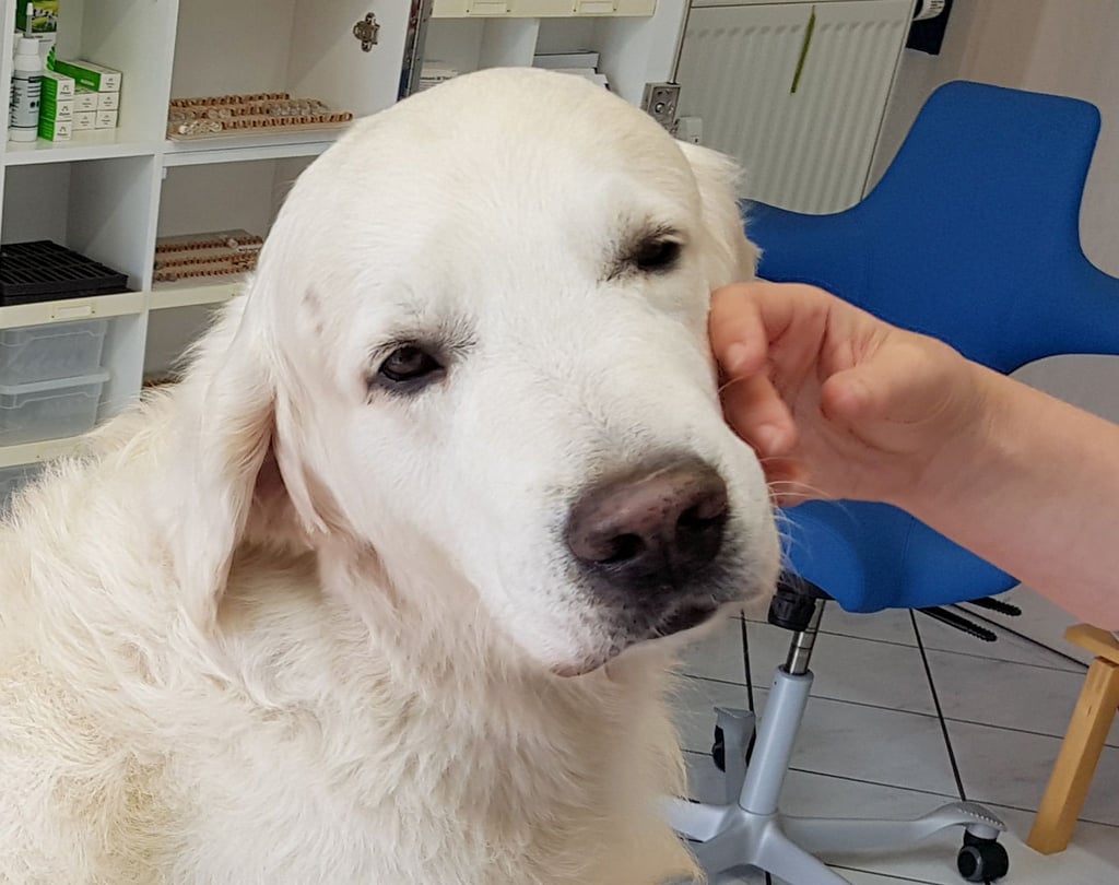 Ein Golden Retriever wird homöopathisch behandelt und dabei gestreichelt.