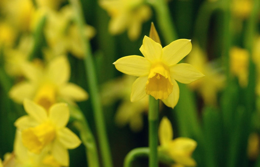 Narzissen erblühen zwar erst im Frühling, aber ihre Zwiebeln müssen schon im Herbst in die Erde gesetzt werden.