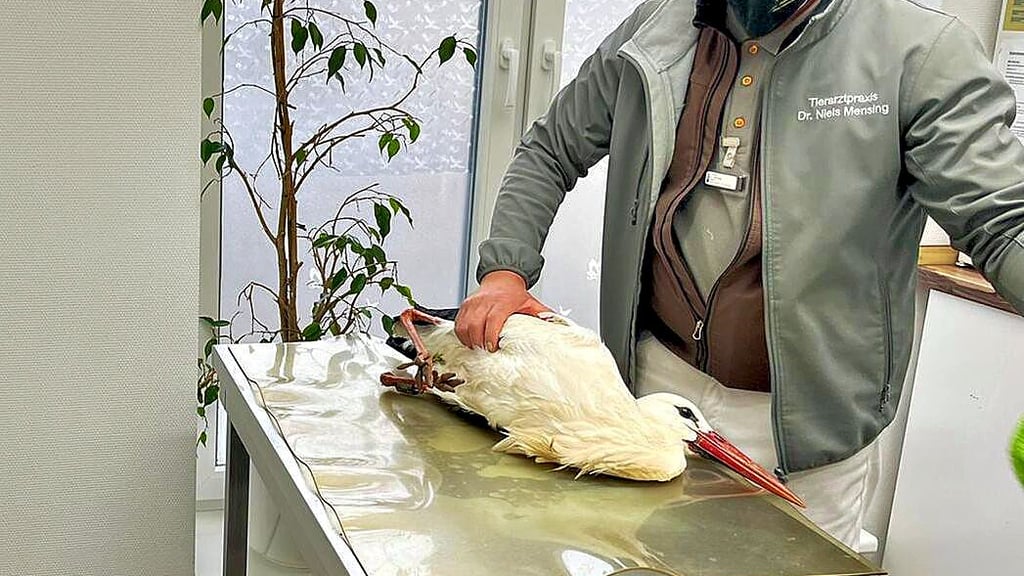 Tierarzt Niels Mensing untersucht den verletzten Storch.