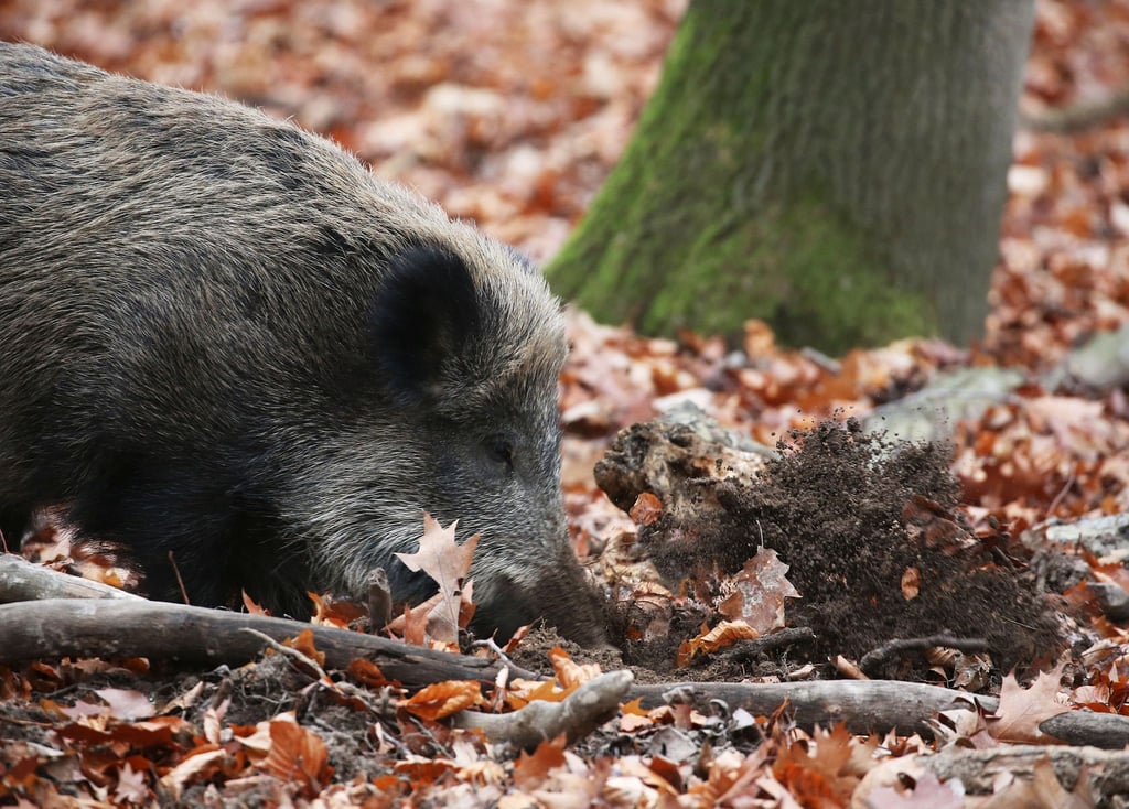 Ein Wildschwein wühlt das Erdreich auf.