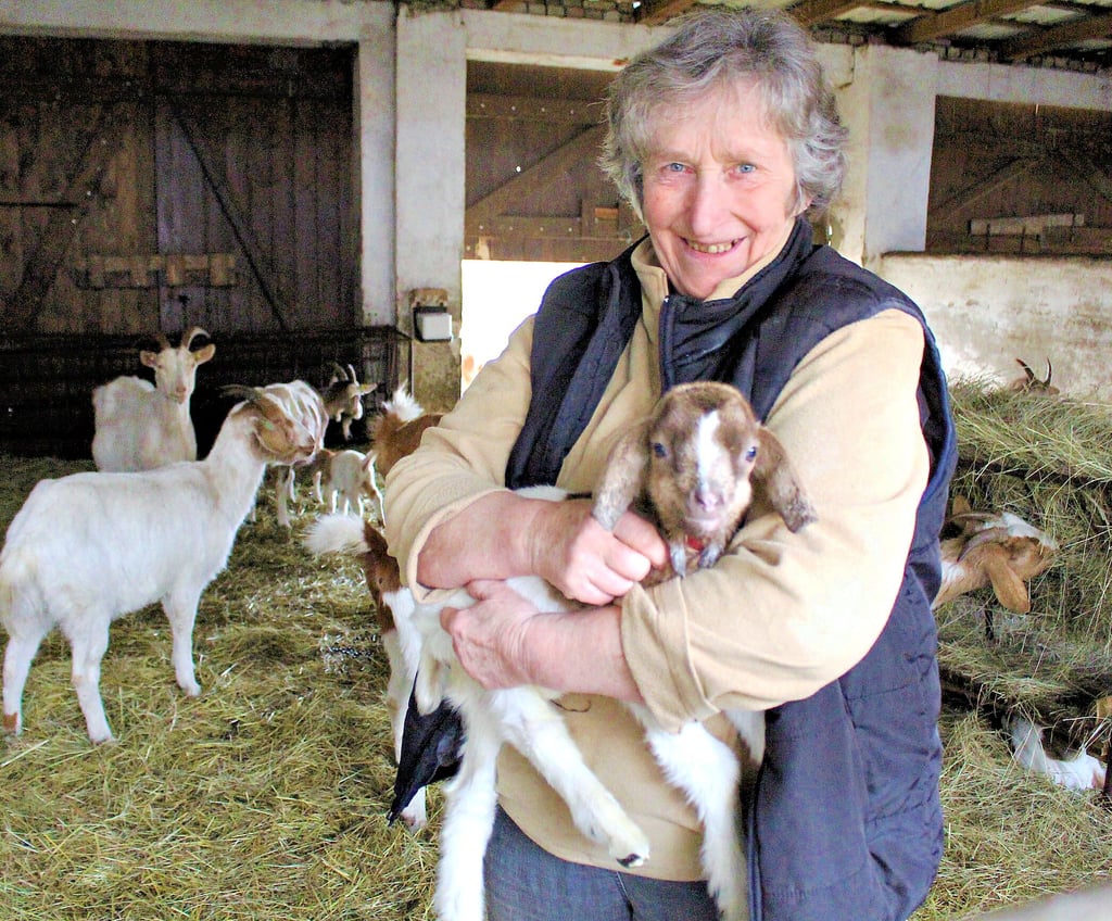 Frühlingserwachen in Zerbst Ziegenhof bei Lindau Die ersten Lämmer