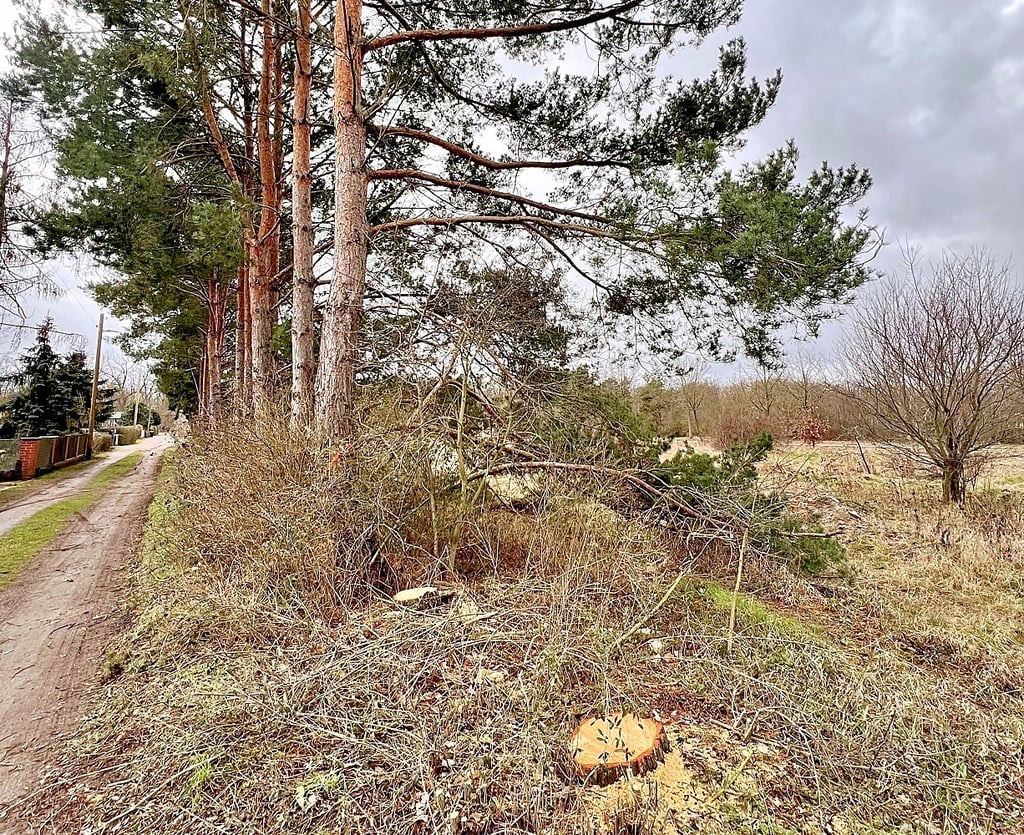 Zwei von fünf Fichten in der Adria-Siedlung wurden gefällt.