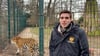 Der Kurator und Tierarzt des Magdeburger Zoos, Felix Husemann, sieht gute Chancen auf Nachwuchs bei dem Tiger-Paar "Stormi" und "Kratz".