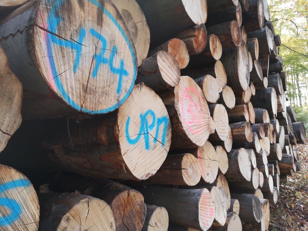 Symbolfoto - Holzstämme im Wald