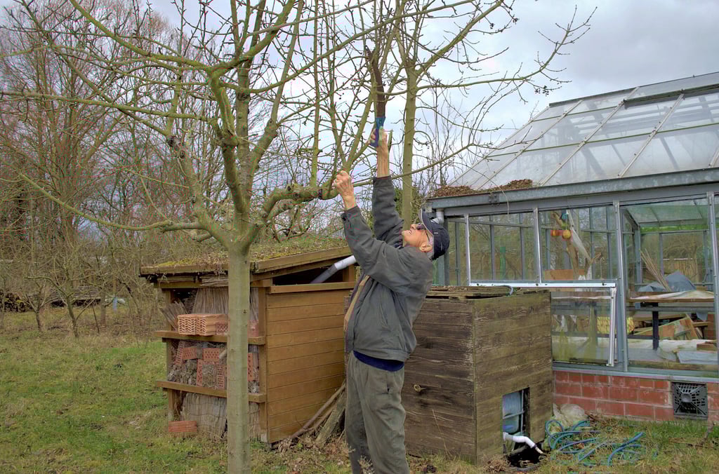 Manfred Ruppert schneidet die Bäume im Obstmustergarten Köthen weiterhin selbst.