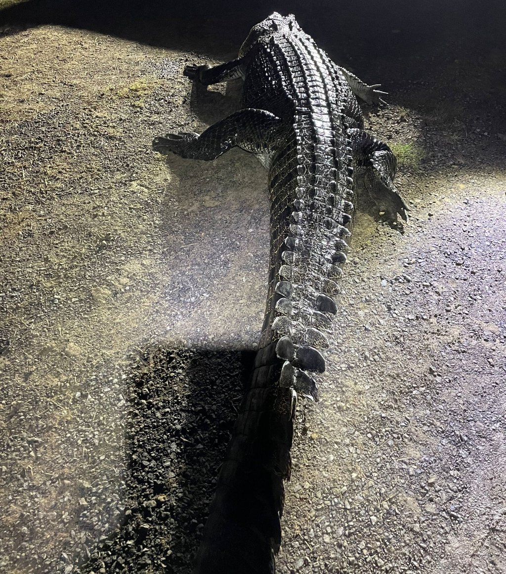Das 4,2 Meter lange Krokodil hat an einem Fluss einen Mann angegriffen und dann dessen Hund getötet.