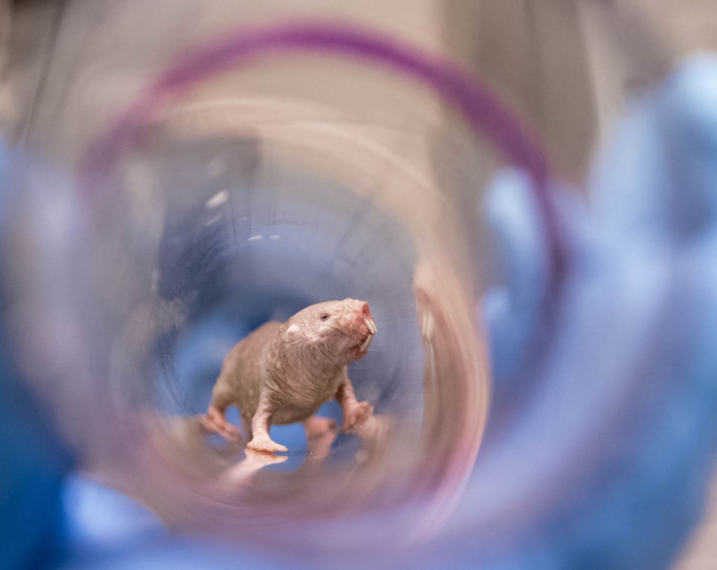 Ein Nacktmullweibchen im Labor der Pittsburgh School of Medicine. Die Königin einer Nacktmull-Kolonie kann bis ins hohe Alter Nachwuchs bekommen.