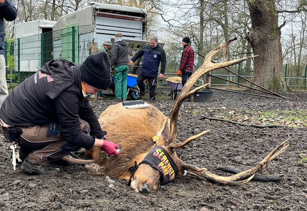 Wapitihirsch Herrmann liegt nach Betäubungspfeilen am Boden. Tierärztin Venna König kontrolliert, dass es ihm gut geht, setzt Zugänge für Blutkontrollen und kreislaufstabilisierende Medikamente.