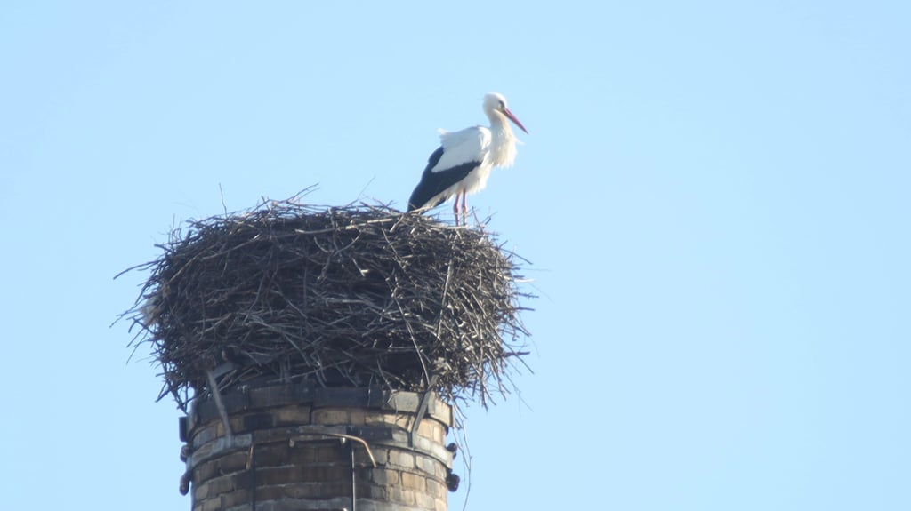 Der erste Barleber Storch ist zurück aus seinem Winterquartier. und hat sich in seinem Nest auf der alten Esse der ehemaligen Grundschule im Breiteweg niedergelassen.