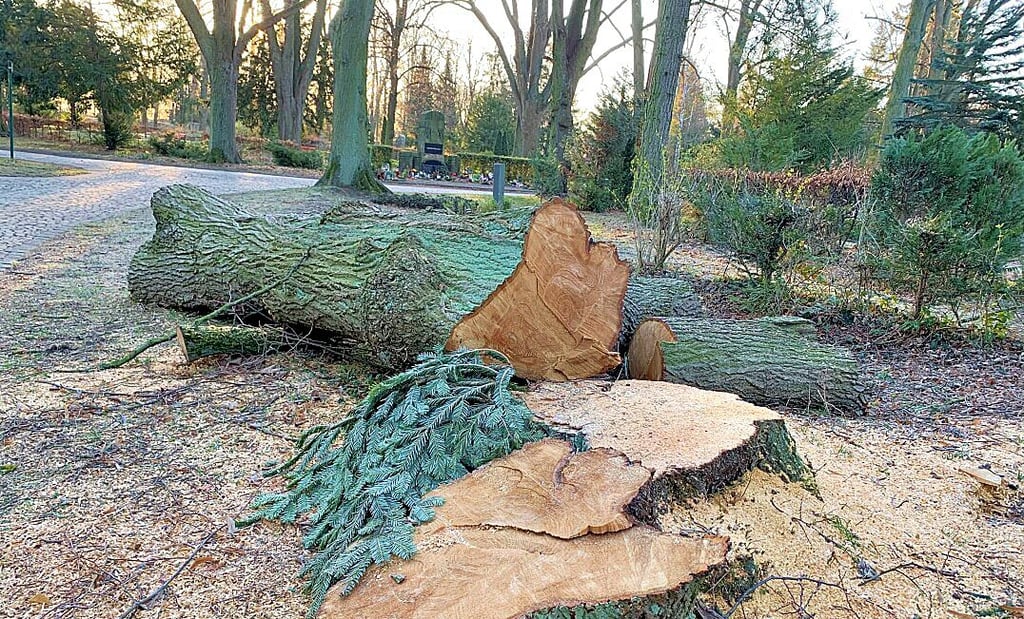 Auf dem städtischen Friedhof in Halberstadt mussten zahlreiche Bäume gefällt werden.