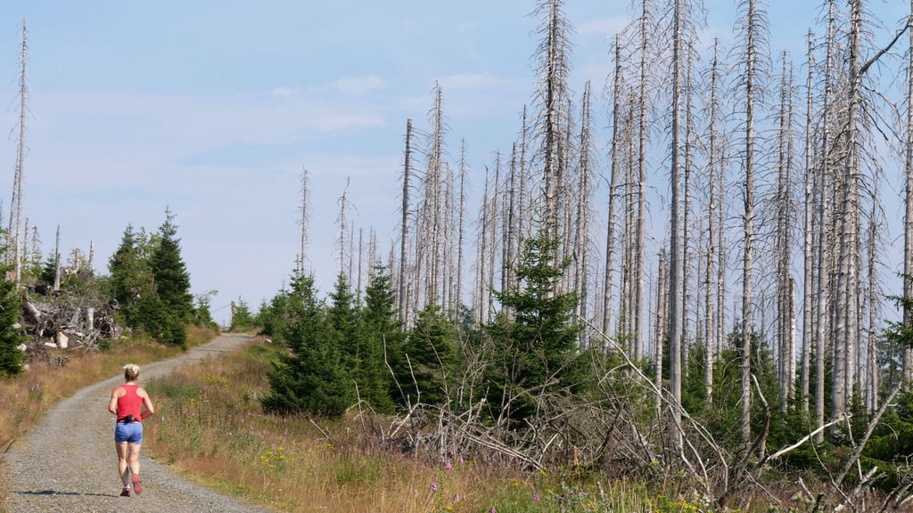 Stürme, Trockenheit und Borkenkäfer haben sich katastrophal auf den Wald im Harz ausgewirkt.