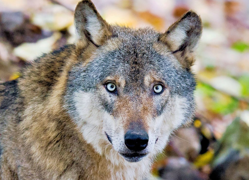 Die Wölfe haben sich von Osten her inzwischen auch bis in den Fallstein ausgebreitet.
