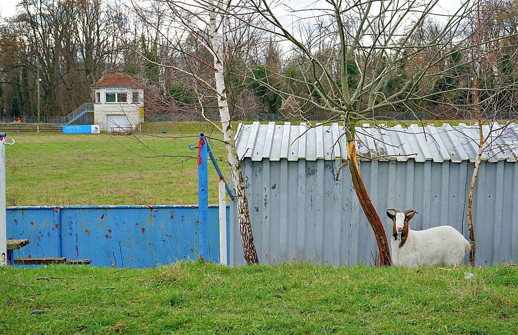 Bock auf Sport? Noch hält dieser Schafbock mit seinen Artgenossen das Gras kurz, vielleicht kommen bald wieder Sportler.