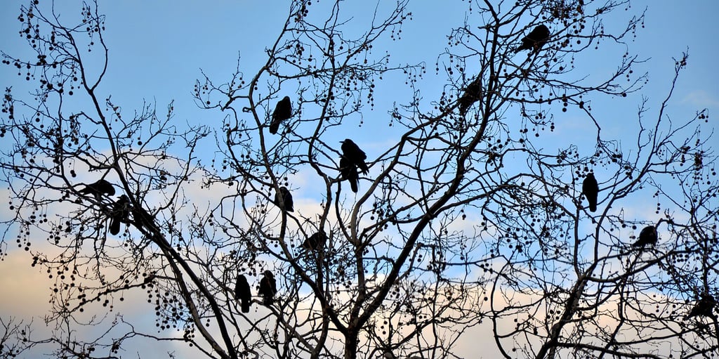 Saatkrähen sitzen in einem Baum an der Wendstraße in Stendal. Die Vögel scheinen sich in der Hansestadt besonders wohlzufühlen. Derzeit bauen die Saatkrähen überall in der Stadt ihre Nester, um ihren Nachwuchs großzuziehen.