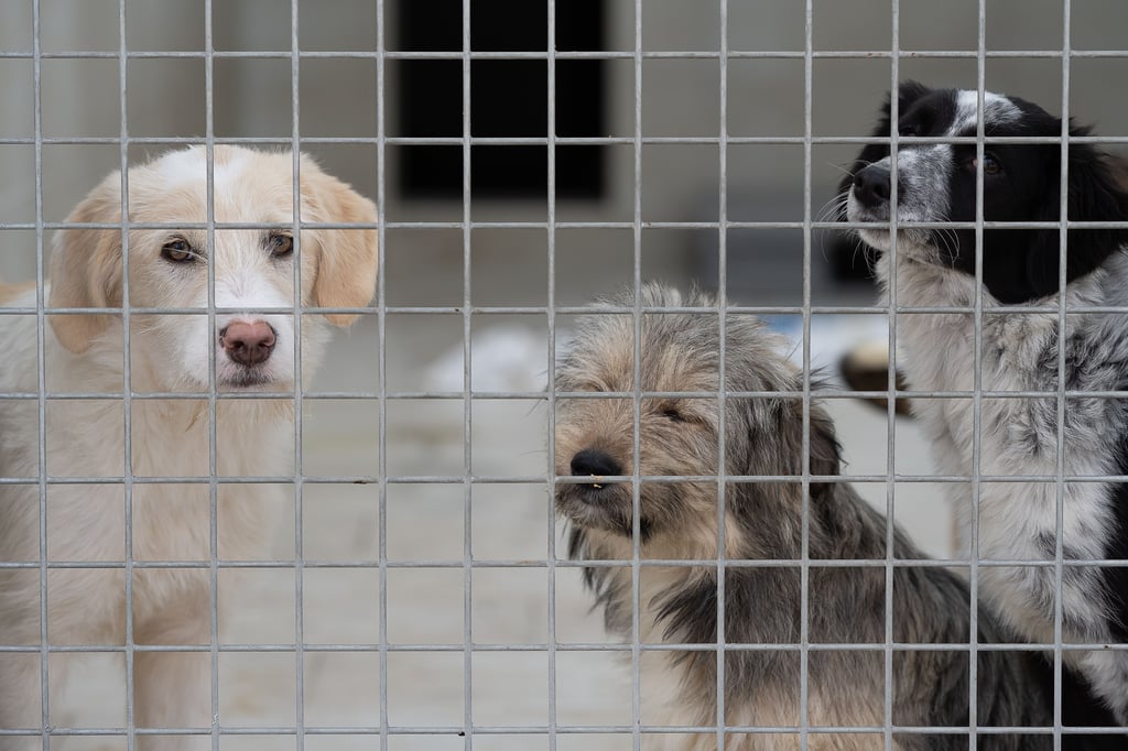 Hunde in einem Tierheim. Hier landen auch Vierbeiner, die ihren Haltern entzogen werden.