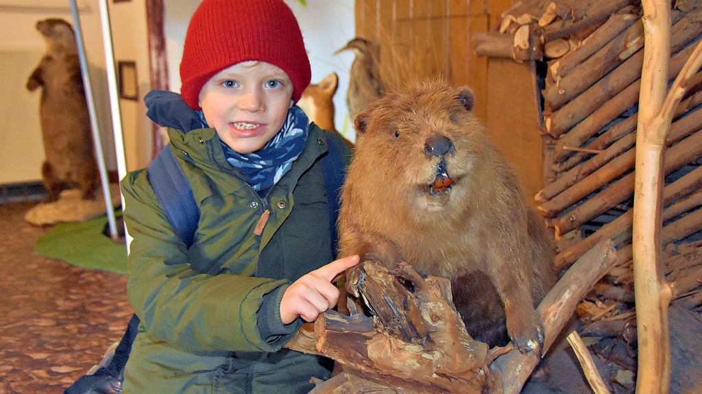 Levi Finn schaut sich den präparierten Biber im Informationshaus in Kämkerhorst ganz genau an. Der sechsjährige Junge besucht die Grundschule in Mieste und absolviert gerade im Biosphärenreservat Drömling eine Ausbildung als Juniorranger.