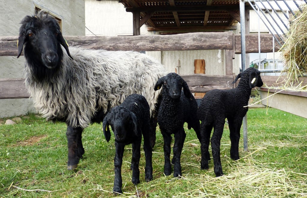 Ein Mutterschaf der stark gefährdeten Rasse Karakul mit Lämmern im Jahr 2016.