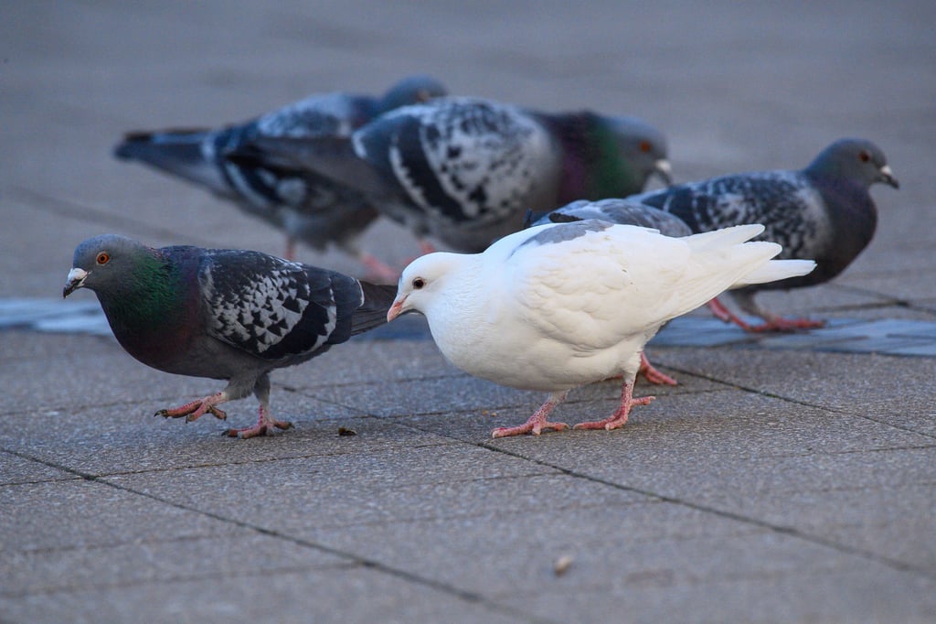 An der Stadttaube scheiden sich die Geister - Plagegeister oder schützenswerte Tiere? Sachsen-Anhalt listet die wildlebende Taube bis heute als einen "Schädling". 