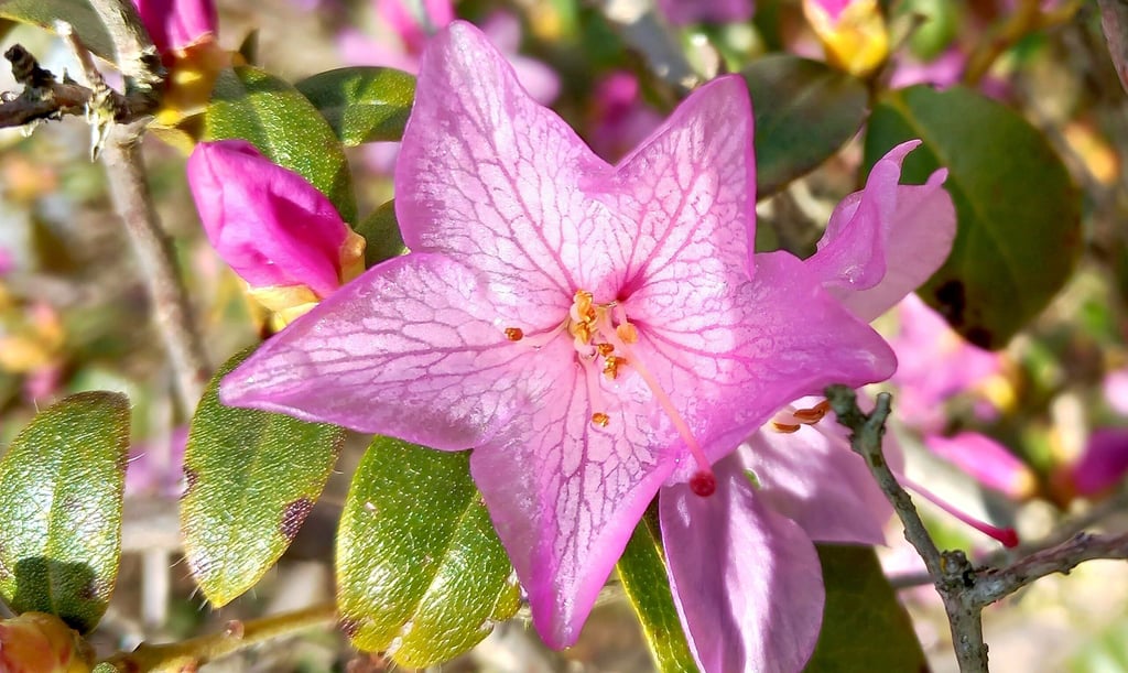 Einer der ersten Frühlingsboten: Freilandazaleen. Die Blüte beginnt bereits im Februar.
