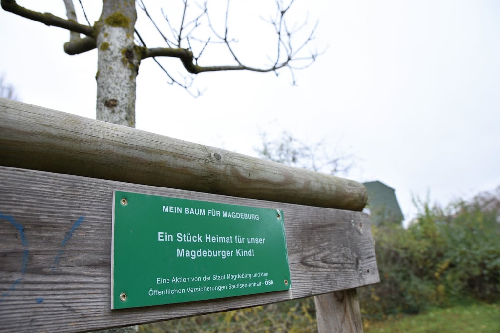 Unterstützer der Aktion "Mein Baum für Magdeburg" können auf Wunsch ein Schild am Spendenbaum anbringen lassen.