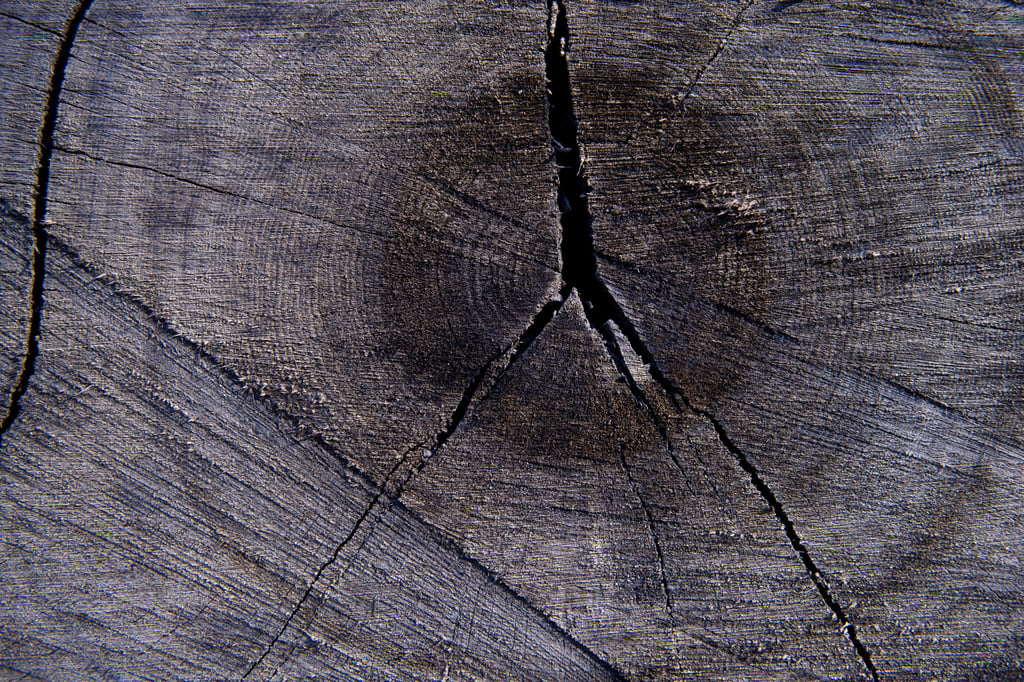 Das Holz von Mooreichen ist besonders dunkel und besonders hart.