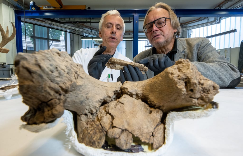 Restaurator Heiko Breuer (l) und Landesarchäologe Harald Meller begutachten in der Werkstatt des Landesmuseums für Vorgeschichte in Halle/Saale Fragmente einer Maske aus Hirschgeweih. Archäologen hatten eine Opfergrube mit zwei Geweihen am rund 9000 Jahre alten Grab der Schamanin in Bad Dürrenberg entdeckt.