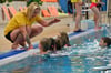 Beim Magdeburger Sportverein Olvenstedt (Foto) und beim SCM können Schüler auf Landeskosten den in der Corona-Pandemie ausgefallenen Schwimmunterricht nachholen. Daneben sind lange Wartezeiten auf einen Platz im Schwimmkurs die Regel in Landeshauptstadt.