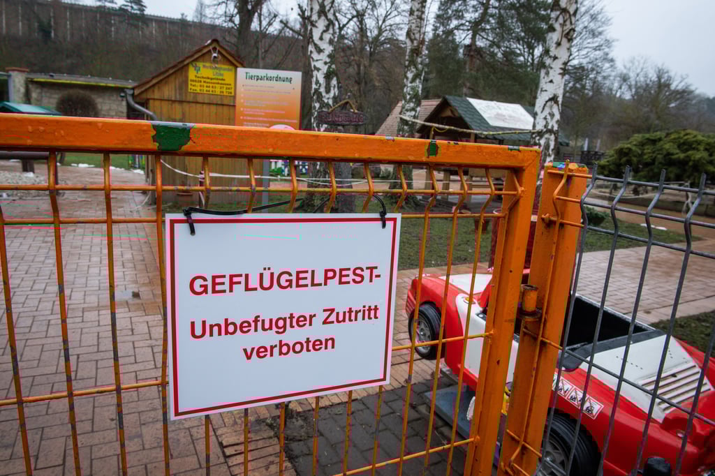 Nachdem im Tierpark Bad Kösen Ende Januar die Geflügelpest ausgebrochen war, könnte