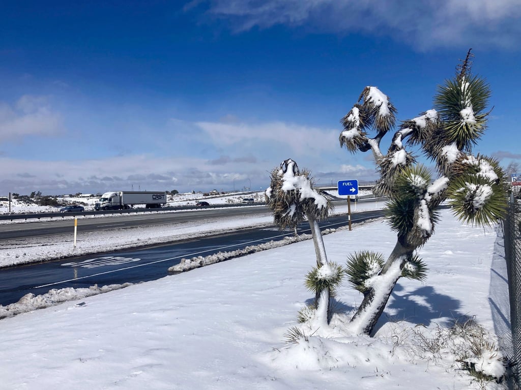Ein Joshua-Baum ist in der Nähe des Cajon-Passes in Oak Hills mit Schnee bedeckt.