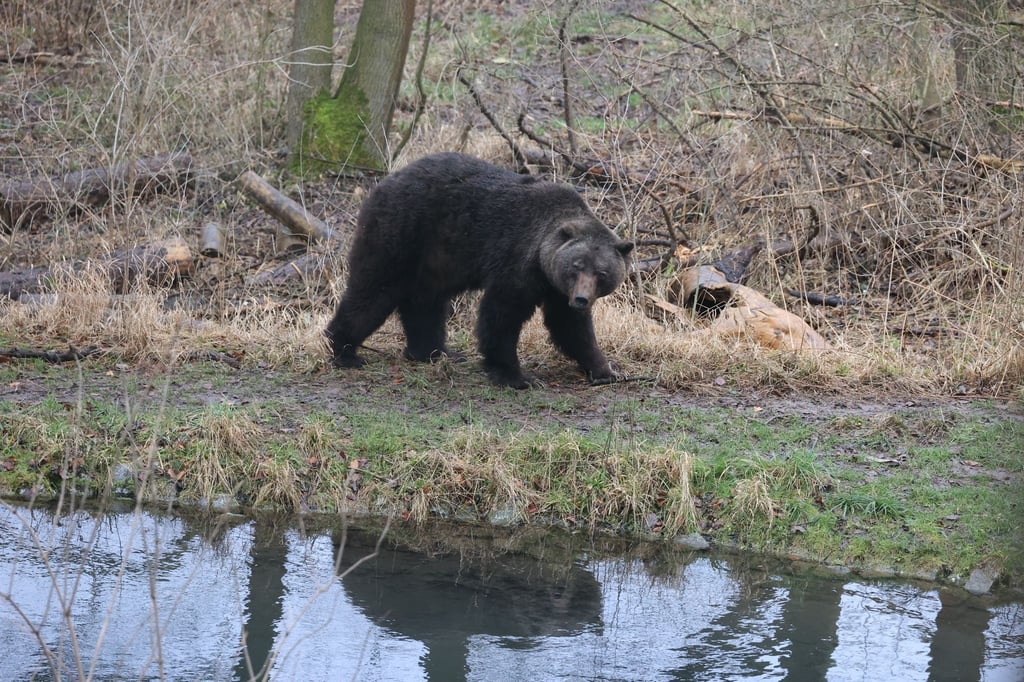 Braunbär Max streift durch sein Gehege. Nun ist er im Bärenpark Worbis gestorben.