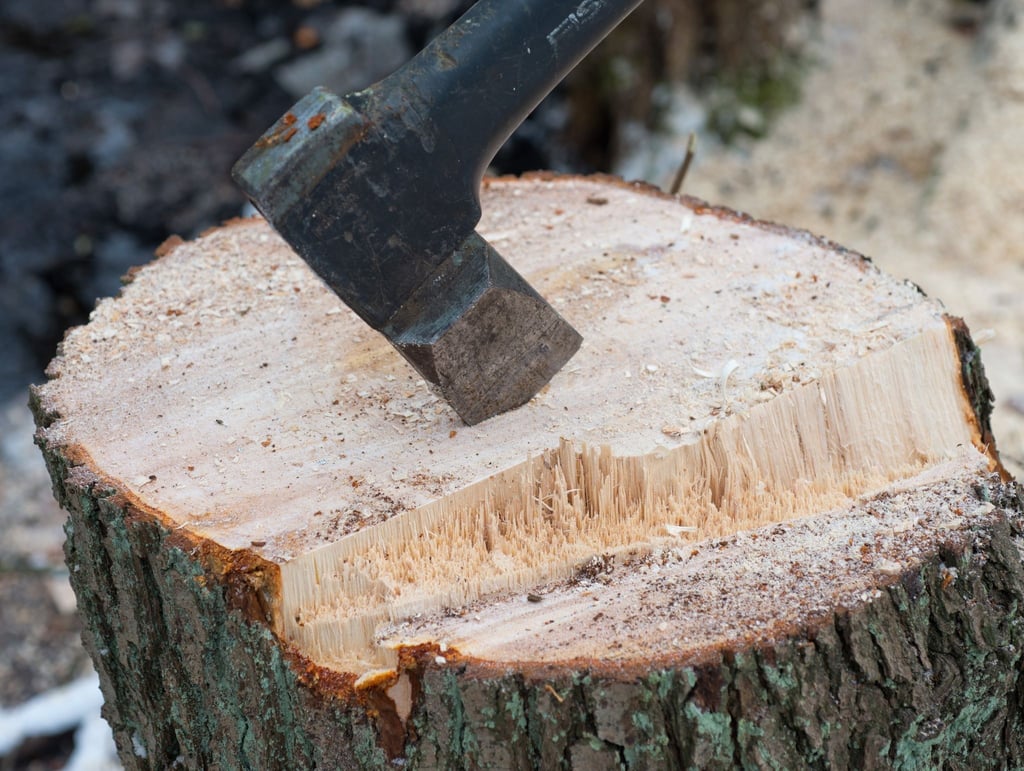 Anwohnerprotest in Magdeburg: Die Stadt hat für eine hundertjähriger Platane die Fällgenehmigung erteilt.