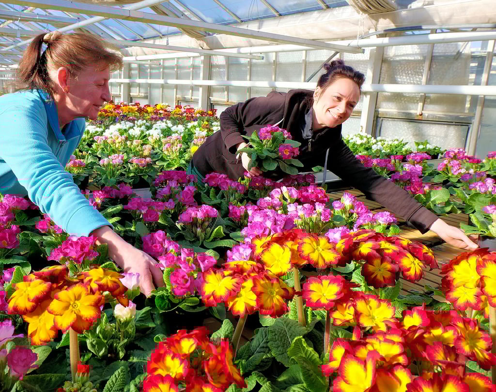 Gärtnerei Böttcher Plant Verkaufsstart Welche Tipps der Fachmann aus