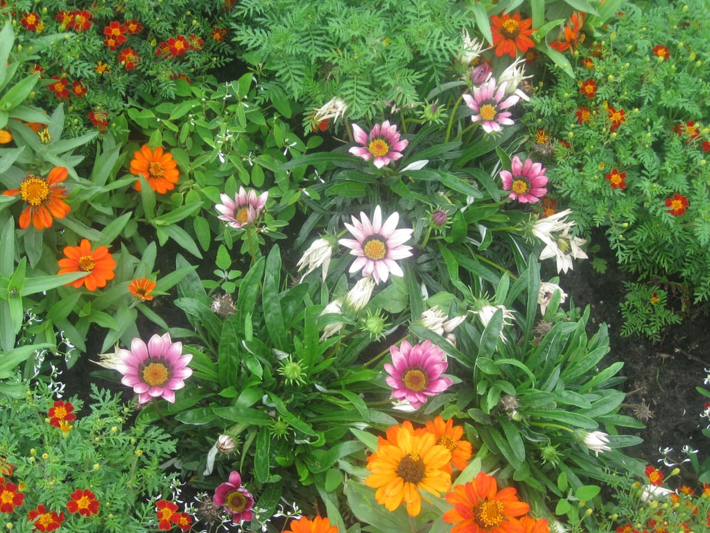 Bunte Blumenpracht im Garten: Wer einjährige Sommerblumen  bewundern möchte, der muss bereits jetzt aktiv werden. Die Pflanzen können  nun in Vorkultur gezogen werden.
