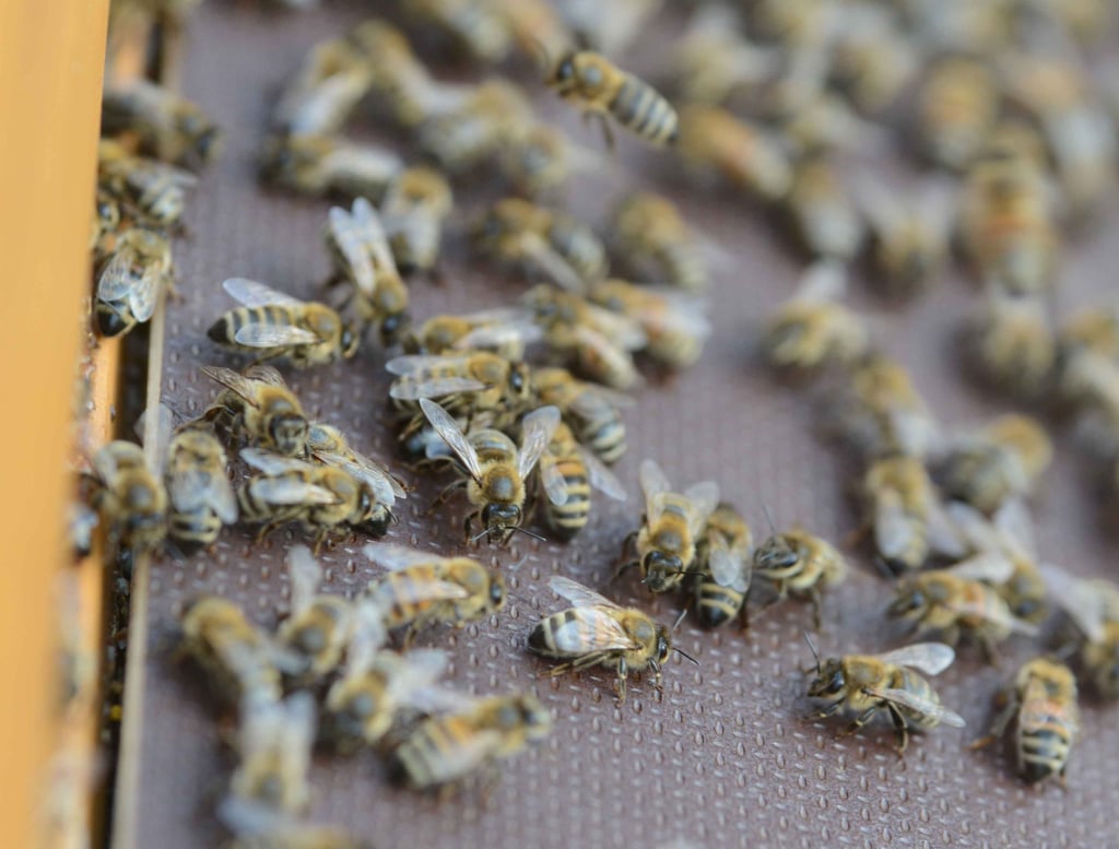 Die Bienenvölker beginnen immer früher mit ihrer Brutzeit, weil auch in den Wintermonaten die Temperaturen so mild sind und sie die ersten Pollen in der Luft bemerken.
