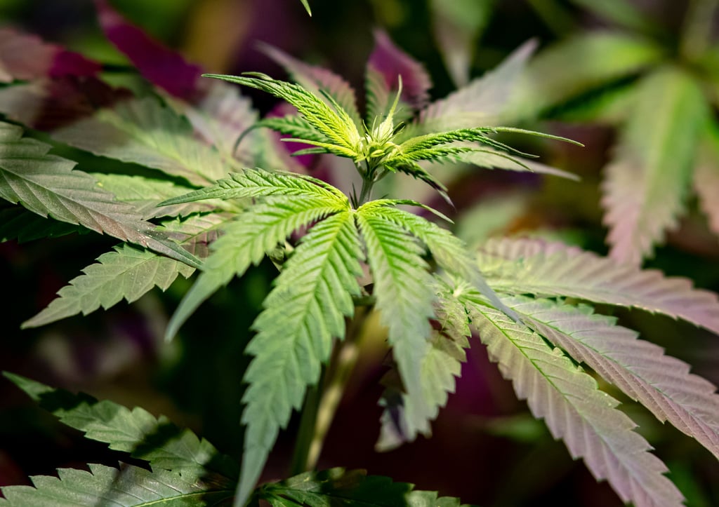 Eine Cannabispflanze wurde einem 16-Jährigen aus Gommern zum Verhängnis.